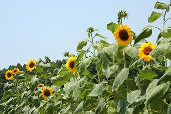 青空に向かって高く伸びた先で夏の太陽の光を受けて咲くひまわりは見る人を元気にします。