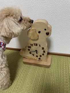 トイプードルの掛け時計|愛犬の掛け時計はアトリエ１