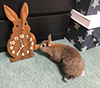 うさぎと２ショットのおおきなうさぎの掛け時計
